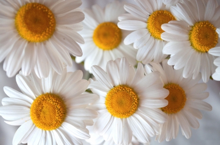 *** White and and innocent *** - flowers, chammomille, white, nature