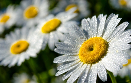 *** White daisies *** - white, nature, flowers, daisies