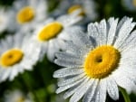 *** White daisies ***