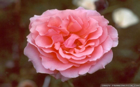 a Garden Pink Rose - garden, cool, pretty, lovey