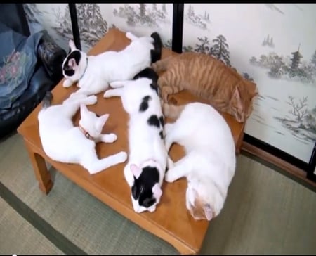 Kitties on table - sleeping, table, fur-ball, cats