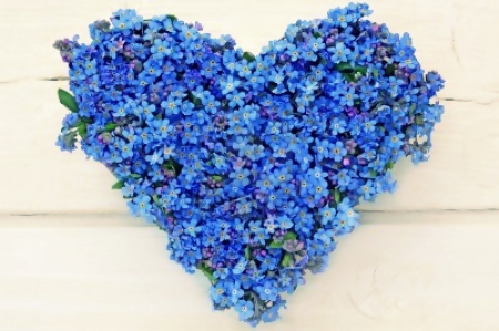 Forget me Not - flowers, flower, heart, blue