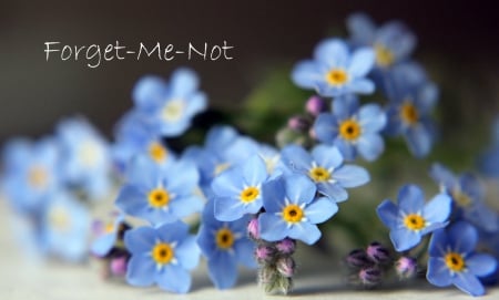 Forget me Not - flowers, flower, forget me not, blue