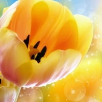 ~Orange Tulips~