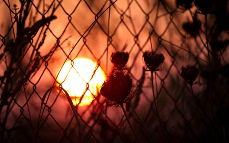 Sun - flower, nature, sun, fence