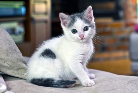 Cat - sleepy, cute, beautiful, cat, sleeping, kitty, cats, hat, cat face, paws, face, animals, pretty, beauty, sweet, kitten, lovely