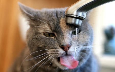 The Cat Quenches Thirst