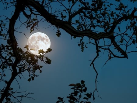 Supermoon - supermoon, forest, dark, night, blue, white, sky, light, full moon, planet, tree, branch