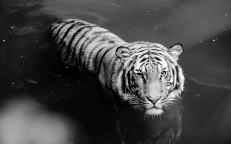 Tiger - jungle, black, animal, Tiger