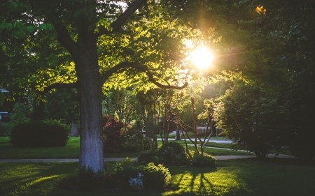 Garden - nature, garden, trees, flower