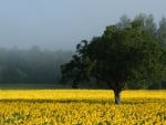 Sun Flower Forest