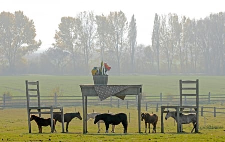 Fall Is in the Air - fall, table for two, nature, horses, fields, collage