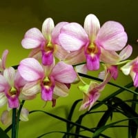 Lovely orchids