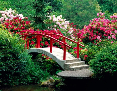 Rhododendrons in park - nice, trees, greenery, creek, pretty, river, green, grass, bridge, garden, park, place, lovely, rhododendrons, nature, forest, beautiful, flowers