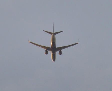 Bird Basking in Brightness - aircraft, plane, airplane, jet