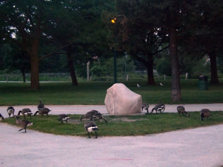 feeding time - geese, trees, beach, green