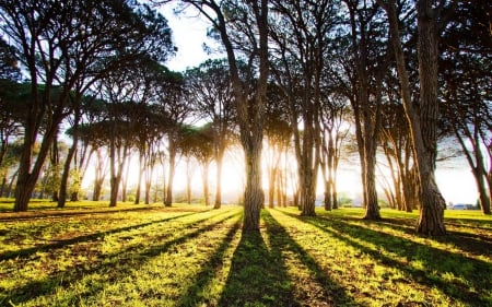 forest making long shadows - shadows, forest, sunshine, grass