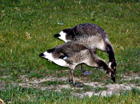 Canadian geese goslings - green, grass, geese, goslings