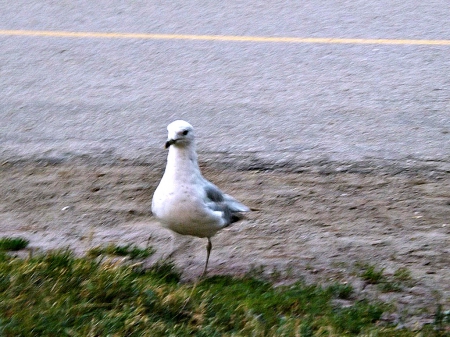 waiting for food - water, green, sand, birds