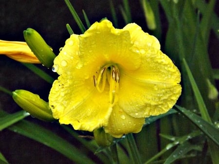 dew covered - green, buds, yellow, flower