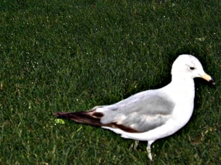 coming to say hi - white, green, grass, birds