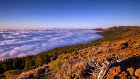 sea of clouds lapping at a mountain beach - clouds, logs, forest, mountains