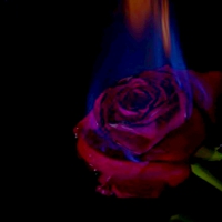 BURNING ROSE