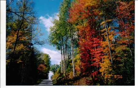 autumn scene - trees, nature, scenery, beauty, forest