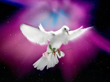 Dove & a Pink Rose - nature, beauty, doves, flight, rose