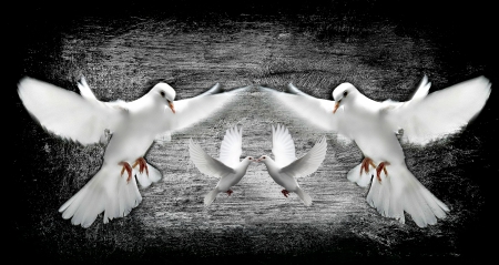 White Doves - FANTASY, ART, COLLAGE, DOVES, BEAUTY, ABSTRACT