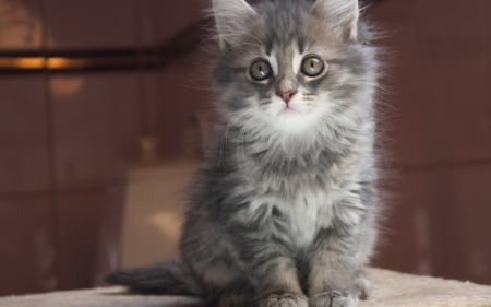 Cuteness - grey, cat, red, animal, sweet, cute, kitten