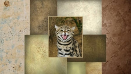 Black-Footed Cat - feline, black-footed, felis negripes, cat