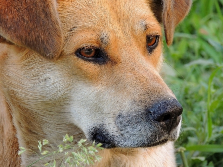 Dog's beauty - cute, friend, dog, eyes