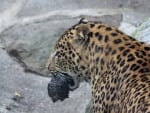 Leopard with Newborn