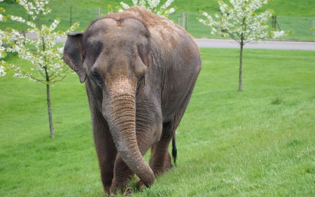 *** Elephant *** - trees, animal, elephant, grass, animals