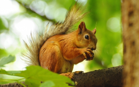 *** Squirrel *** - red, animal, animals, squirrel