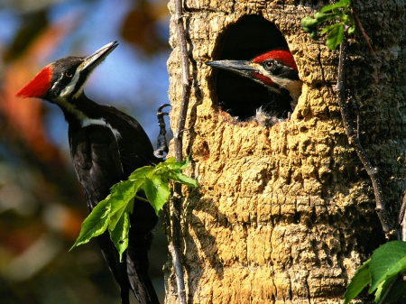 Woodpeckers - leaves, tree, nature, birds