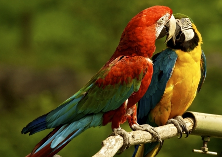 *** In love...*** - colorful, birds, animal, animals