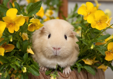 *** Guinea pig in flowers *** - pig, animal, animals, guinea