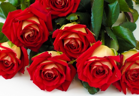 *** Red roses *** - flowers, red, roses, nature