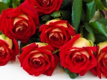 *** Red roses ***