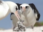 *** Albatross with chick ***