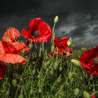 *** Poppy flowers ***