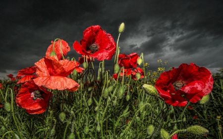 *** Poppy flowers *** - flowers, poppy, red, nature