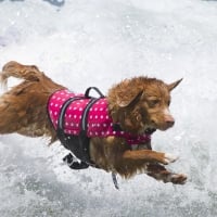 *** Dog running in the waves ***