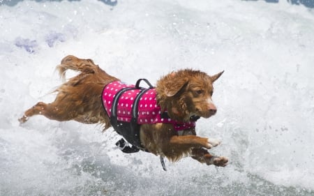 *** Dog running in the waves *** - nimals, dog, animal, running, waves