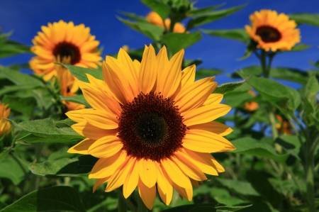 *** Sunflowers *** - flower, wallpaper, popular, flowers, sunflowers, nature