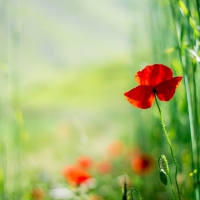 *** Poppies in the field ***