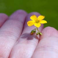 *** Beauty in my hands ***