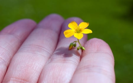 *** Beauty in my hands *** - nature, beauty, hands, flowers, flower